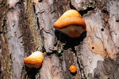 Sonbaharda geniş yapraklı bir ormanda yetişen hindi kuyruğu mantarının yakın çekimi..
