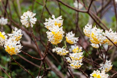 Ormanda açan güzel beyaz kağıt çalıları..