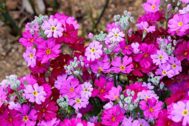 Bahar bahçesinde açan pembe primula kuşatma çiçekleri..
