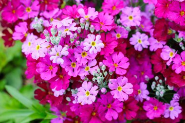 Bahar bahçesinde açan pembe primula kuşatma çiçekleri..