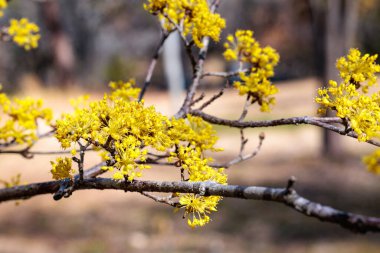 Sarı Shan Zhu Yu çiçeklerinin yakın çekimi ilkbaharın başlarında çiçek açar..