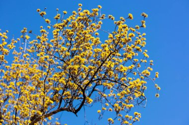 Yellow shan zhu yu flowers that bloom in early spring.
