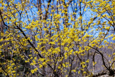 Yellow shan zhu yu flowers that bloom in early spring.