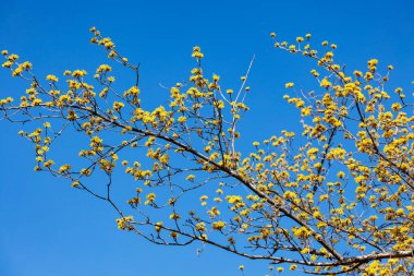 Yellow shan zhu yu flowers that bloom in early spring.