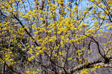 Yellow shan zhu yu flowers that bloom in early spring.