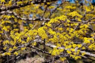 Yellow shan zhu yu flowers that bloom in early spring.