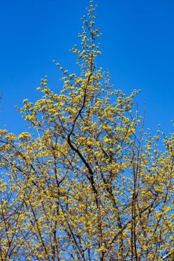 Yellow shan zhu yu flowers that bloom in early spring.