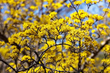 Yellow shan zhu yu flowers that bloom in early spring.
