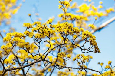 Yellow shan zhu yu flowers that bloom in early spring.