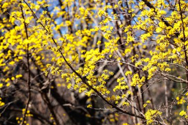Yellow shan zhu yu flowers that bloom in early spring.