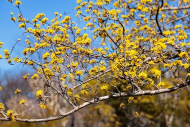 Yellow shan zhu yu flowers that bloom in early spring.