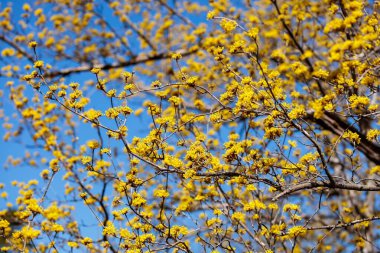 Yellow shan zhu yu flowers that bloom in early spring.