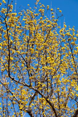 Yellow shan zhu yu flowers that bloom in early spring.