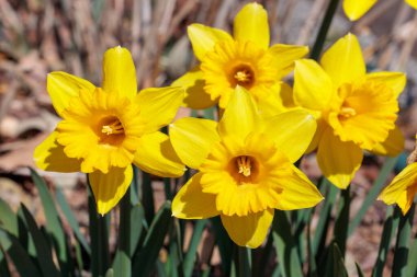 Bahar bahçesinde açan güzel trompet nergis çiçekleri..