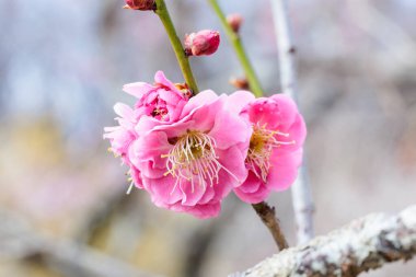 Asahibotan ilkbaharının başlarında açan güzel Japon kayısı çiçekleri.