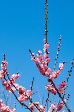 Bahar başında açan güzel Japon kayısı çiçekleri Hanakami.