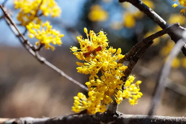 Sarı Shan Zhu Yu çiçeklerinin yakın çekimi ilkbaharın başlarında çiçek açar..