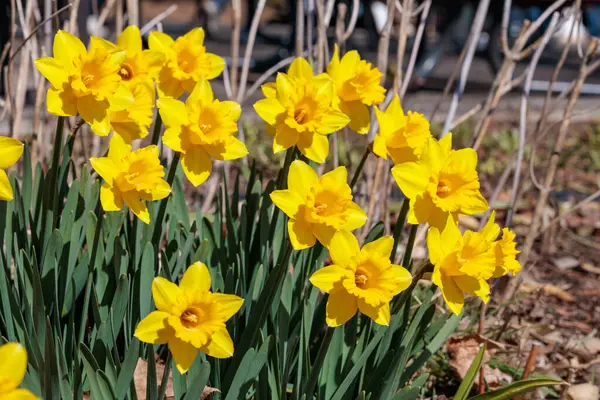 Bahar bahçesinde açan güzel trompet nergis çiçekleri..