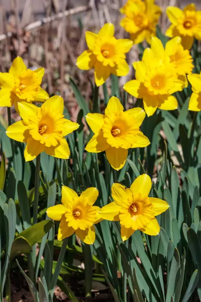 Bahar bahçesinde açan güzel trompet nergis çiçekleri..