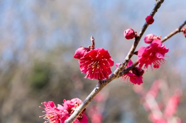 İlkbaharın başlarında açan güzel Japon kayısı çiçekleri Kagoshimako.