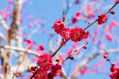 İlkbaharın başlarında açan güzel Japon kayısı çiçekleri Kagoshimako.