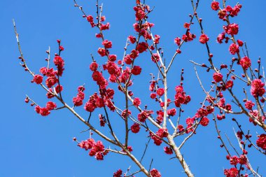 İlkbaharın başlarında açan güzel Japon kayısı çiçekleri Kagoshimako.