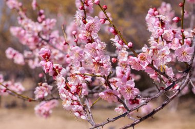 Bahar başında açan güzel Japon kayısı çiçekleri Rekkoubai.