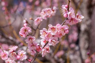 Bahar başında açan güzel Japon kayısı çiçekleri Rekkoubai.