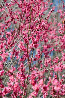 Bahar başlarında açan güzel Japon kayısı çiçekleri Toubai.