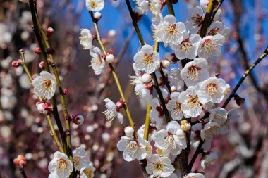 Bahar başında açan güzel Japon kayısı çiçekleri Waiseitouji.