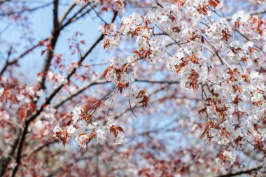 Ormanda açan güzel Japon kiraz çiçekleri..