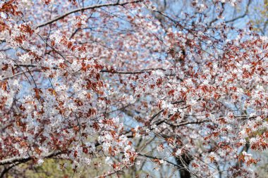 Ormanda açan güzel Japon kiraz çiçekleri..