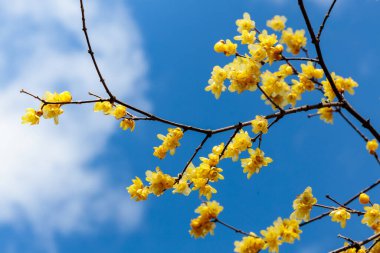 Kış çiçekleri ilkbaharın başlarında açar..