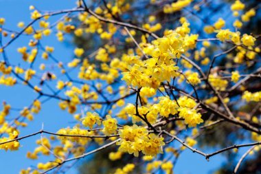 Kış çiçekleri ilkbaharın başlarında açar..