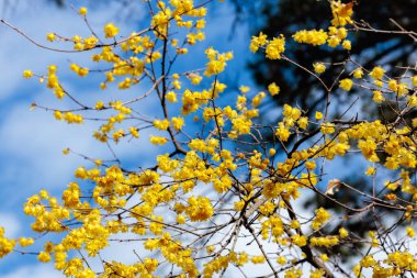 Kış çiçekleri ilkbaharın başlarında açar..