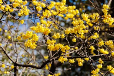 Kış çiçekleri ilkbaharın başlarında açar..