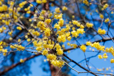 Kış çiçekleri ilkbaharın başlarında açar..