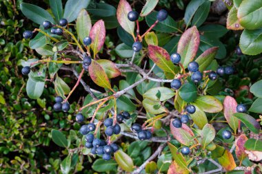 Kışın olgunlaşmış koyu mavi yeddo Hawthorn meyvesi,
