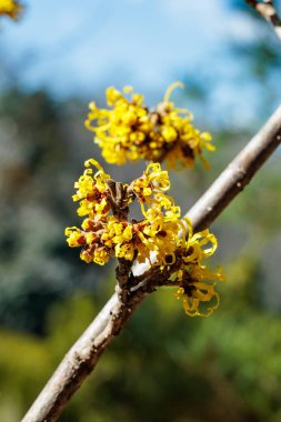 Hamamelis intermedya. İlkbaharın başlarında açan sarı çiçekli Angelly..