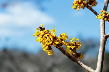 Hamamelis intermedya. İlkbaharın başlarında açan sarı çiçekli Angelly..