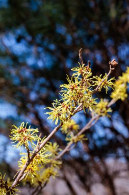 Hamamelis intermedya Arnold Plomise İlkbaharın başlarında açan sarı çiçeklerle.