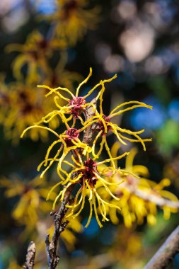 Baumstead Gold 'da baharın başlarında açan sarı Hazel Cadı çiçeğinin yakın çekimi..