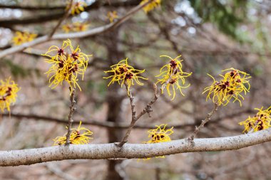 Hamamelis intermedia Barmstendt Gold İlkbaharın başlarında açan sarı çiçekli.