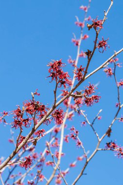 Hamamelis intermedya Diane ile bahar başında açan kırmızı çiçekler.