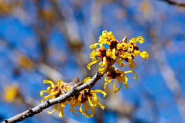 Cadı fındığı. Sarı güzel çiçekler ilkbaharın başlarında açar..