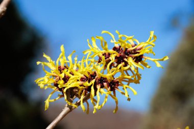 Hamamelis intermedya Honoka İlkbaharın başlarında açan sarı çiçeklerle.