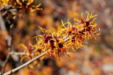Hamamelis intermedya Jelena İlkbaharın başlarında açan sarı çiçeklerle.