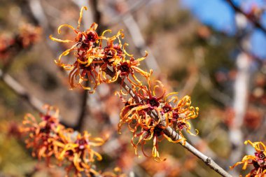 Hamamelis intermedya Jelena İlkbaharın başlarında açan sarı çiçeklerle.