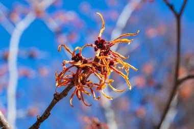 Hamamelis intermedya Jelena İlkbaharın başlarında açan sarı çiçeklerle.