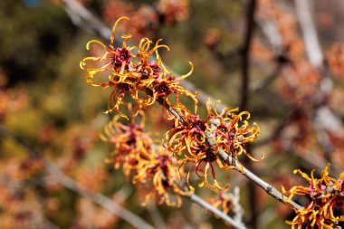 Hamamelis intermedya Jelena İlkbaharın başlarında açan sarı çiçeklerle.